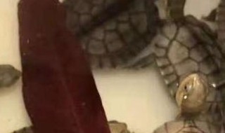 龙眼叶养龟有用吗 龙眼叶养龟有用吗能放多长时间啊?