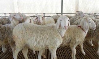 2003年那年是什么生肖年 2003年生肖是什么年?