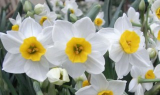 水仙花的繁殖方式有哪几种（水仙花的繁殖方式有哪几种花）