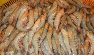 虾苗如何区分公母 虾苗如何区分公母视频