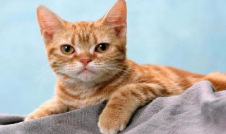 打了猫猫能记仇多久 打了猫猫能记仇多久呢