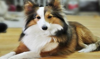 苏格兰牧羊犬得了细小怎么办 苏格兰小型牧羊犬