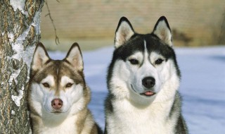 哈士奇能不能吃海鲜（哈士奇能不能吃海鲜）