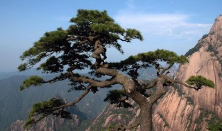 松树多久才能成材 看完这些就清楚了