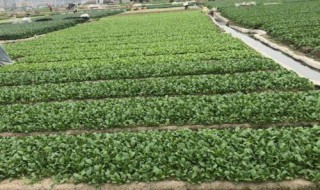 种植什么一亩六七十万 种植什么一亩六七十万车前草