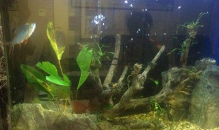 怎样很容易的清除鱼缸里的杂质 鱼缸杂质多如何处理