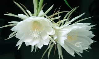 昙花什么时候开 昙花什么时候开的