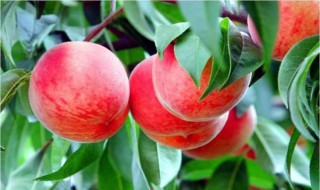 四年桃树施肥距离果树多远（桃树全年施肥时间和用量）