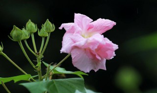 芙蓉花什么时候开（芙蓉花什么时候开的）