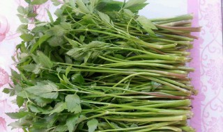 红芹菜的功效与作用（红芹菜的功效与作用是什么）