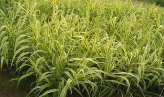 花叶芦竹怎么修剪 花叶芦竹怎么修剪造型