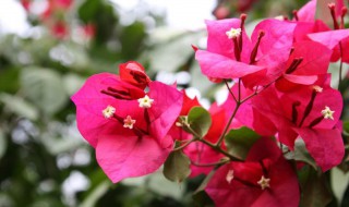 三角梅开花期间的管理 三角梅花期过后管理方法