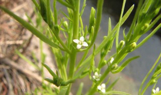 百蕊草的养殖方法和注意事项 百蕊草怎样种植管理