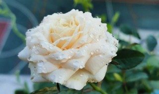 白月季的养殖方法和注意事项（白月季的养殖方法和注意事项图片）