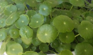 金钱草繁殖的方式 金钱草的繁殖方法和注意事项