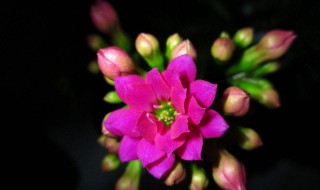 长寿花是什么样子的（长寿花是什么样子的写作文）