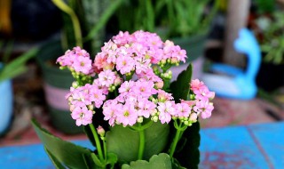 长寿花是酸性还是碱性(长寿花是酸性还是碱性土)