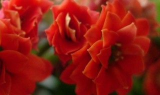 长寿花的花期（长寿花的花期,花期过后的处理方法）