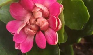 长寿花是多年生植物吗（长寿花是一年生植物吗）