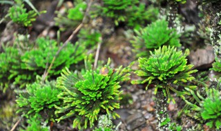 九死还魂草的功效（九死还魂草的功效与作用经常喝对身体会不会伤害）