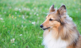 苏格兰牧羊犬眼屎多怎么回事 牧羊犬眼睛有眼屎