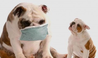 狗狗饲养需要注意的问题(养宠物狗需要注意哪些问题)