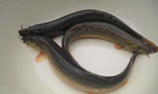 泥鳅用盐水泡多久会死（泥鳅用盐水泡多久会死呢）