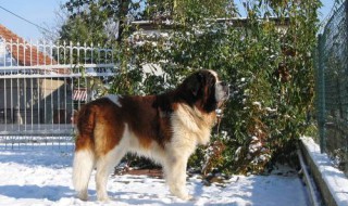 圣伯纳犬的食量是多少（圣伯纳犬一天吃多少）