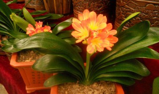 君子兰用什么营养土（君子兰用什么营养土栽培）