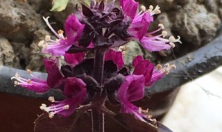 紫罗勒的养殖方法和注意事项（紫罗怎么养）