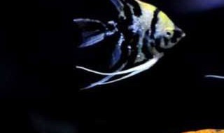 黑神仙鱼该怎么饲养（黑神仙鱼怎么繁殖）