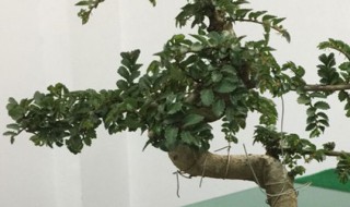 榆钱的养殖方法和注意事项 金钱榆树的养殖方法