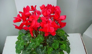 仙客来开花期怎么养（仙客来开花期怎么养护）