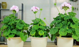 天竺葵的养殖方法及注意事项 重瓣天竺葵的养殖方法及注意事项