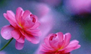 用什么微信头像招财（兔女用什么微信头像招财）