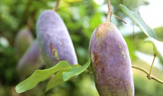 八月瓜的养殖方法和注意事项 八月瓜种植需注意什么