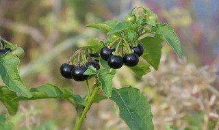 龙葵果的功效与作用 龙葵果的功效与作用吃法