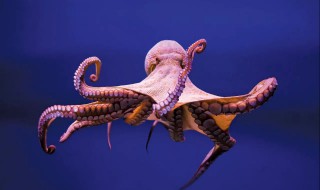 八爪鱼吃的食物有哪些(八爪鱼吃的食物有哪些呢)