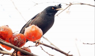 养八哥最大的忌讳（养八哥的禁忌）