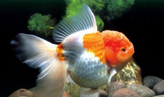 小金鱼喂什么食物最好 小金鱼应该喂什么食物