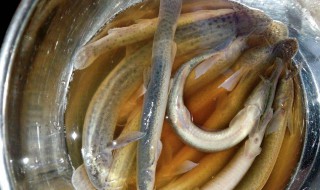 怎么处理活泥鳅（怎么处理活泥鳅最干净）