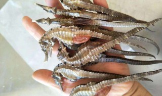 吃海马有什么忌口吗 吃海马的禁忌有哪些