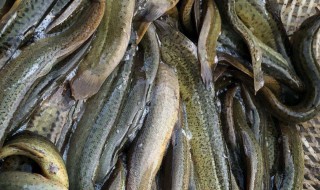 家养泥鳅吃什么食物(家养泥鳅吃什么食物,为什么喂馒头它不吃)