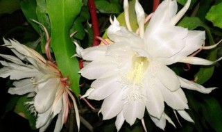 昙花可以嫁接在仙人掌上吗（仙人掌嫁接的假昙花怎么养殖）