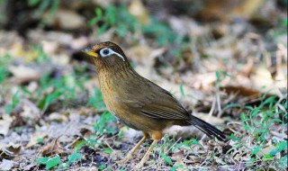 三条眉鸟吃什么东西 花眉鸟吃什么食物