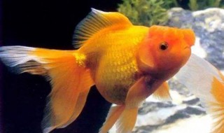 金鱼吃多了会有哪些后果(金鱼吃多了会有哪些后果视频)