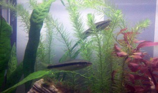 黑线飞狐该怎么养 黑线飞狐如何繁殖