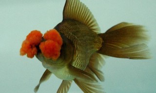 朱顶紫罗袍该怎么饲养（朱顶紫罗袍该怎么饲养才好）