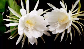 昙花换盆后要缓苗多久（昙花多久换盆土）