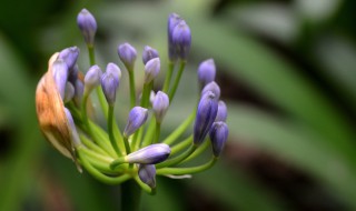 百子莲适合送给什么人（百子莲适合送给什么人）